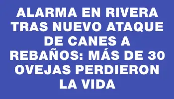 Alarma en Rivera tras nuevo ataque de canes a rebaños: más de 30 ovejas perdieron la vida