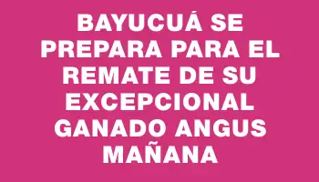 Bayucuá se prepara para el remate de su excepcional ganado Angus mañana