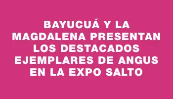 Bayucuá y La Magdalena presentan los destacados ejemplares de Angus en la Expo Salto