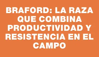 Braford: la raza que combina productividad y resistencia en el campo