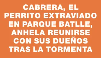 Cabrera, el perrito extraviado en Parque Batlle, anhela reunirse con sus dueños tras la tormenta