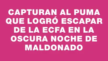 Capturan al Puma que logró escapar de la Ecfa en la oscura noche de Maldonado