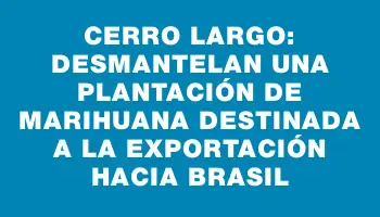 Cerro Largo: desmantelan una plantación de marihuana destinada a la exportación hacia Brasil