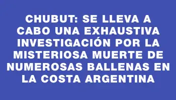 Chubut: se lleva a cabo una exhaustiva investigación por la misteriosa muerte de numerosas ballenas en la costa argentina