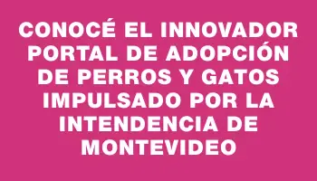 Conocé el innovador portal de adopción de perros y gatos impulsado por la Intendencia de Montevideo