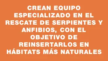 Crean equipo especializado en el rescate de serpientes y anfibios, con el objetivo de reinsertarlos en hábitats más naturales