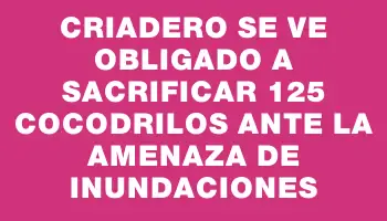 Criadero se ve obligado a sacrificar 125 cocodrilos ante la amenaza de inundaciones