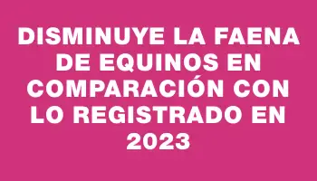 Disminuye la faena de equinos en comparación con lo registrado en 2023