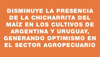 Disminuye la presencia de la chicharrita del maíz en los cultivos de Argentina y Uruguay, generando optimismo en el sector agropecuario