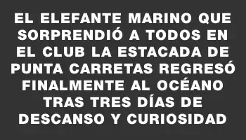 El elefante marino que sorprendió a todos en el club La Estacada de Punta Carretas regresó finalmente al océano tras tres días de descanso y curiosidad