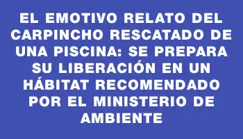 El emotivo relato del carpincho rescatado de una piscina: se prepara su liberación en un hábitat recomendado por el Ministerio de Ambiente