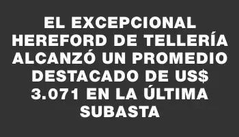 El excepcional Hereford de Tellería alcanzó un promedio destacado de Us$ 3.071 en la última subasta