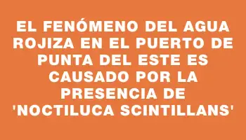 El fenómeno del agua rojiza en el puerto de Punta del Este es causado por la presencia de “Noctiluca scintillans”