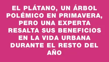 El plátano, un árbol polémico en primavera, pero una experta resalta sus beneficios en la vida urbana durante el resto del año