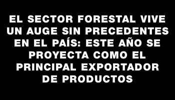 El sector forestal vive un auge sin precedentes en el país: este año se proyecta como el principal exportador de productos