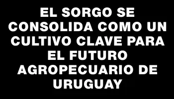 El sorgo se consolida como un cultivo clave para el futuro agropecuario de Uruguay