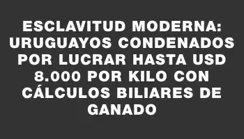 Esclavitud moderna: uruguayos condenados por lucrar hasta Usd 8.000 por kilo con cálculos biliares de ganado