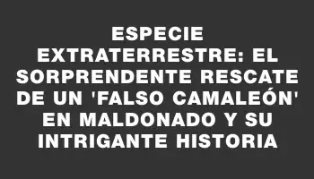 Especie extraterrestre: el sorprendente rescate de un 'falso camaleón' en Maldonado y su intrigante historia