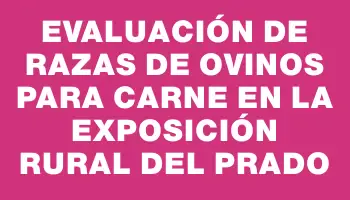 Evaluación de razas de ovinos para carne en la exposición Rural del Prado