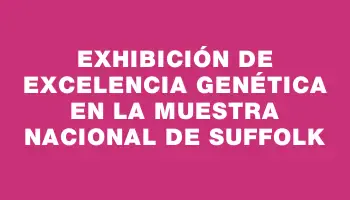 Exhibición de excelencia genética en la Muestra Nacional de Suffolk