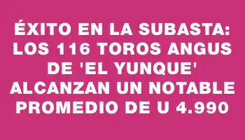 Éxito en la subasta: Los 116 toros Angus de “El Yunque” alcanzan un notable promedio de U$s 4.990