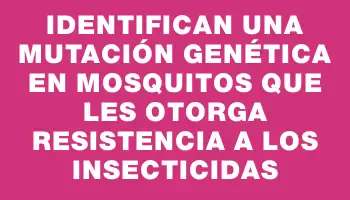 Identifican una mutación genética en mosquitos que les otorga resistencia a los insecticidas