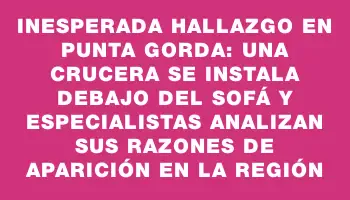 Inesperada hallazgo en Punta Gorda: una crucera se instala debajo del sofá y especialistas analizan sus razones de aparición en la región