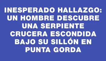 Inesperado hallazgo: un hombre descubre una serpiente crucera escondida bajo su sillón en Punta Gorda