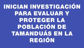 Inician investigación para evaluar y proteger la población de tamanduás en la región