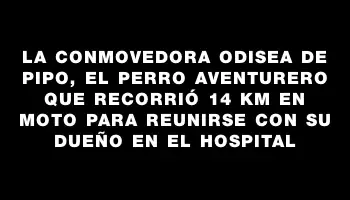 La conmovedora odisea de Pipo, el perro aventurero que recorrió 14 km en moto para reunirse con su dueño en el hospital