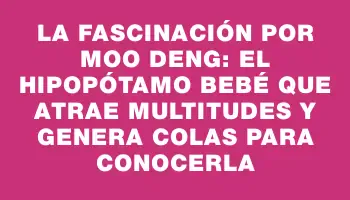 La fascinación por Moo Deng: el hipopótamo bebé que atrae multitudes y genera colas para conocerla