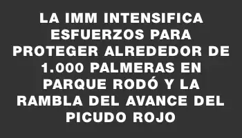 La Imm intensifica esfuerzos para proteger alrededor de 1.000 palmeras en Parque Rodó y la rambla del avance del picudo rojo