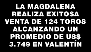 La Magdalena realiza exitosa venta de 124 toros alcanzando un promedio de Us$ 3.749 en Valentín