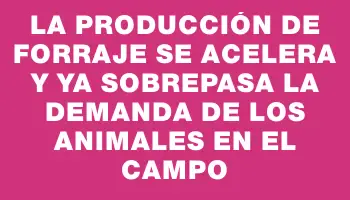 La producción de forraje se acelera y ya sobrepasa la demanda de los animales en el campo