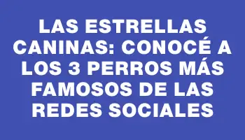 Las estrellas caninas: Conocé a los 3 perros más famosos de las redes sociales