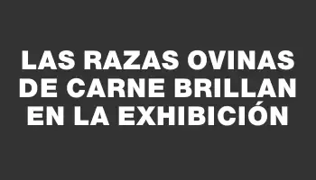 Las razas ovinas de carne brillan en la exhibición