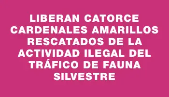 Liberan catorce cardenales amarillos rescatados de la actividad ilegal del tráfico de fauna silvestre