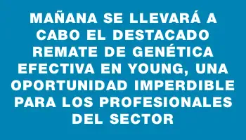 Mañana se llevará a cabo el destacado remate de Genética Efectiva en Young, una oportunidad imperdible para los profesionales del sector