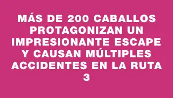 Más de 200 caballos protagonizan un impresionante escape y causan múltiples accidentes en la ruta 3