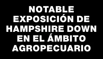 Notable exposición de Hampshire Down en el ámbito agropecuario