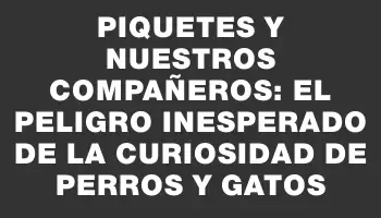 Piquetes y Nuestros Compañeros: El Peligro Inesperado de la Curiosidad de Perros y Gatos