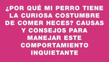 ¿Por qué mi perro tiene la curiosa costumbre de comer heces? Causas y consejos para manejar este comportamiento inquietante