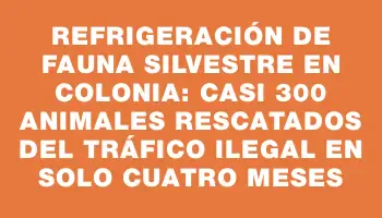 Refrigeración de fauna silvestre en Colonia: casi 300 animales rescatados del tráfico ilegal en solo cuatro meses