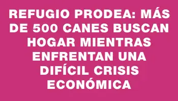 Refugio Prodea: Más de 500 canes buscan hogar mientras enfrentan una difícil crisis económica