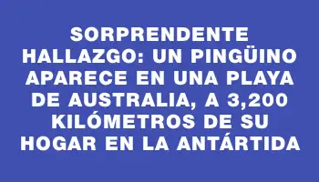 Sorprendente hallazgo: un pingüino aparece en una playa de Australia, a 3,200 kilómetros de su hogar en la Antártida