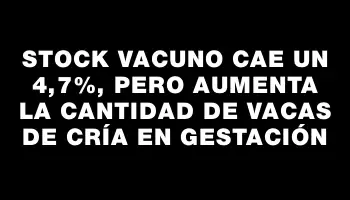 Stock vacuno cae un 4,7%, pero aumenta la cantidad de vacas de cría en gestación