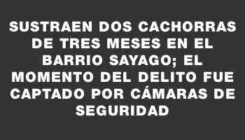 Sustraen dos cachorras de tres meses en el barrio Sayago; el momento del delito fue captado por cámaras de seguridad