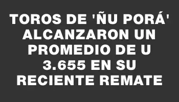 Toros de “Ñu Porá” alcanzaron un promedio de U$s 3.655 en su reciente remate