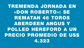 Tremenda jornada en «Don Roberto»: se rematan 46 toros Aberdeen Angus y Polled Hereford a un precio promedio de Us$ 4.323