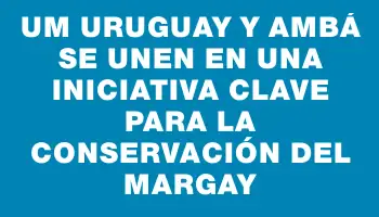 Um Uruguay y Ambá se unen en una iniciativa clave para la conservación del Margay